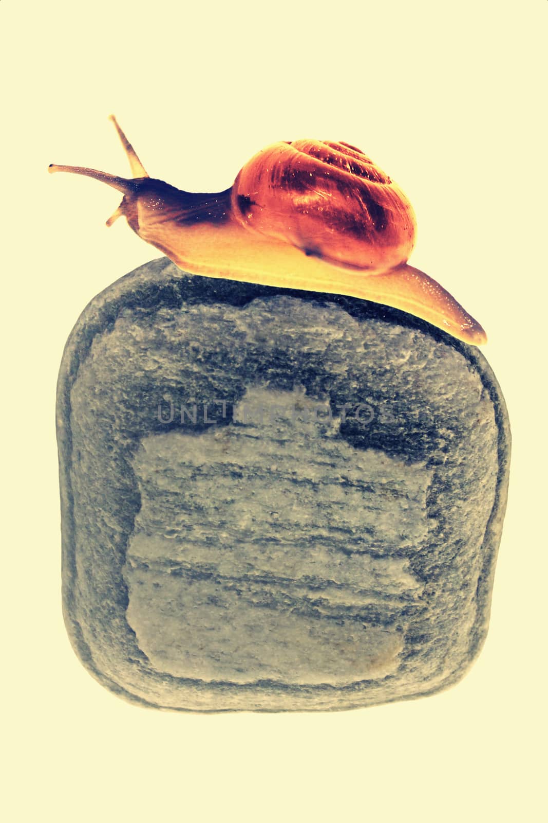 Snail on stone by yands