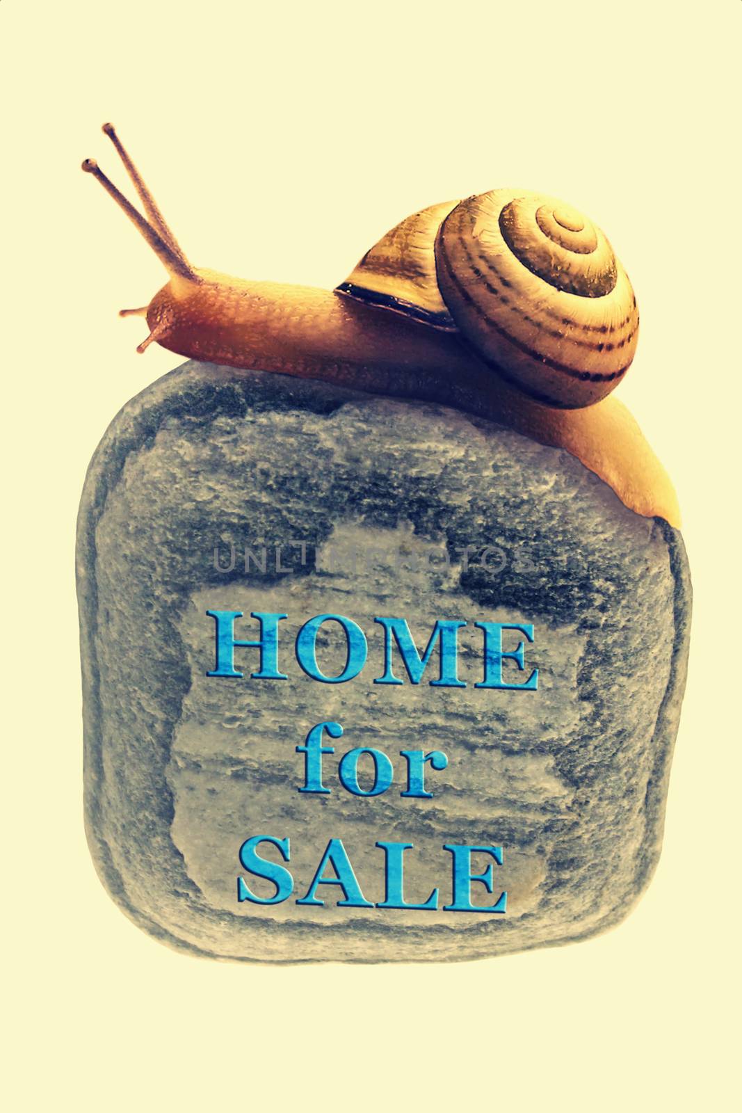 Home For Sale Concept with Zonitoides Nitidus Snail