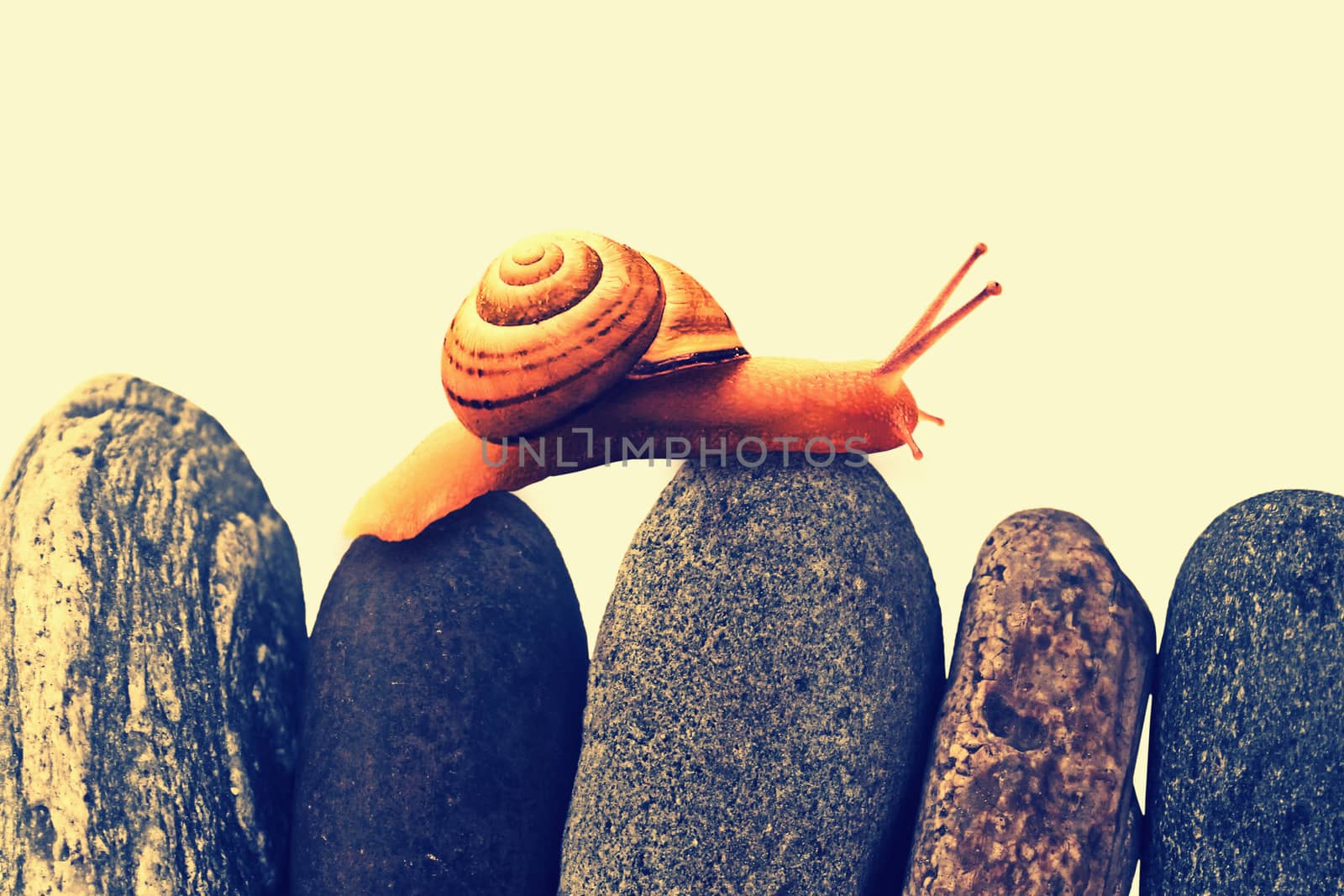 Snail on top of stacked pebbles