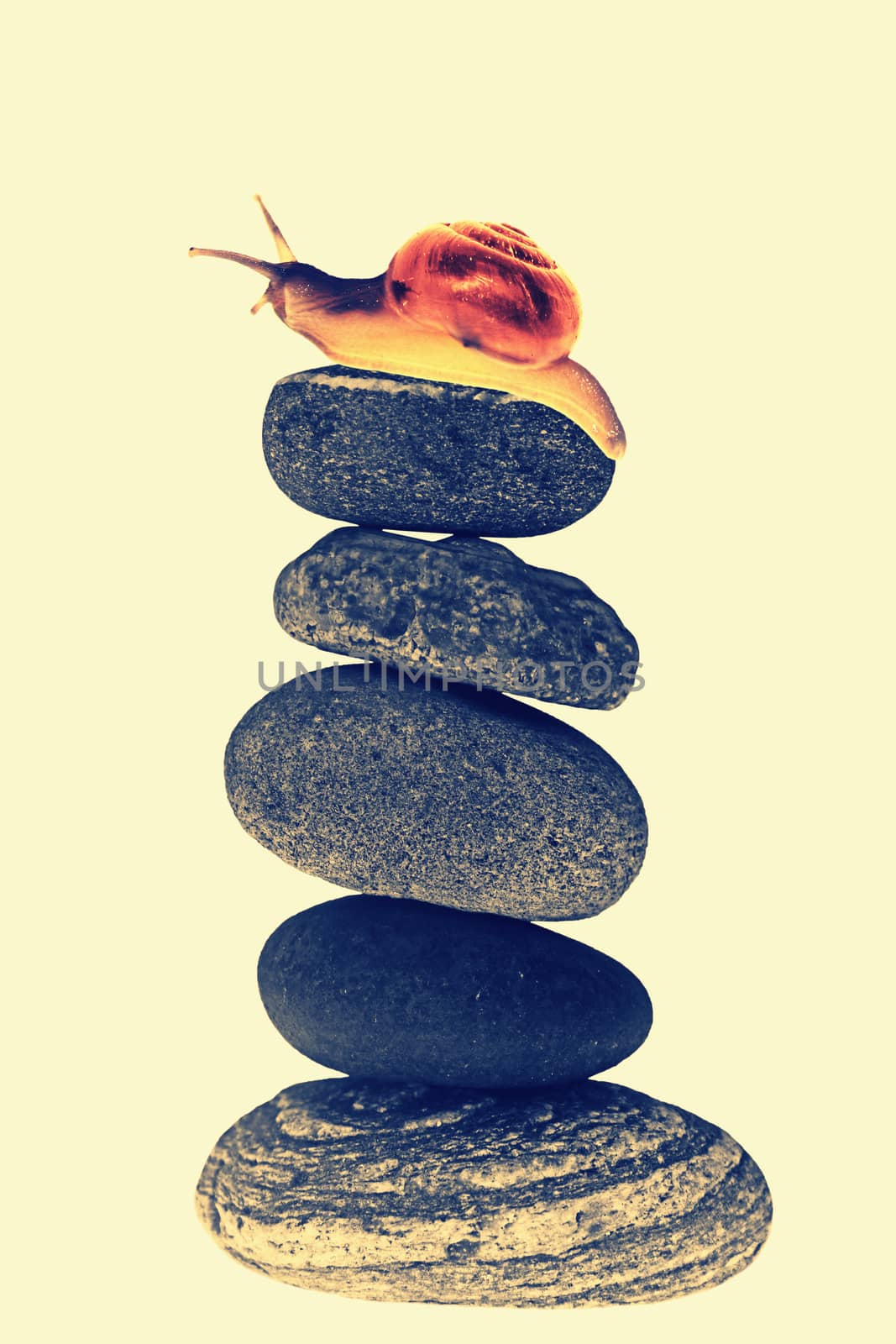 Snail on top of stacked pebbles