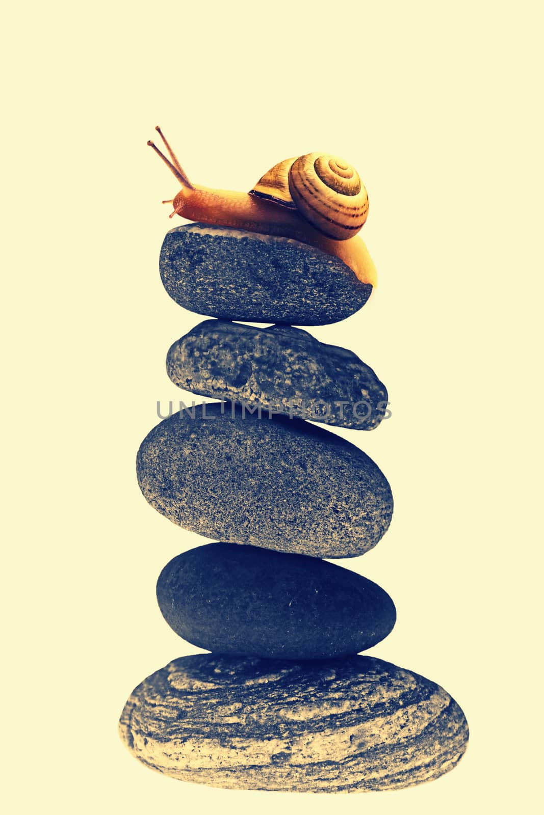 Snail on top of stacked pebbles by yands