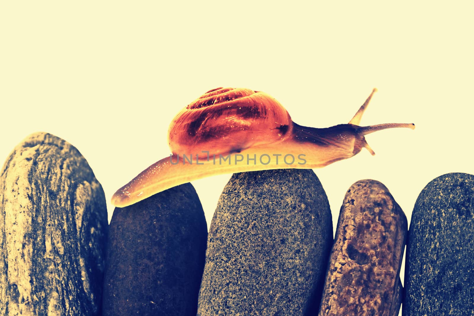 Snail on top of stacked pebbles