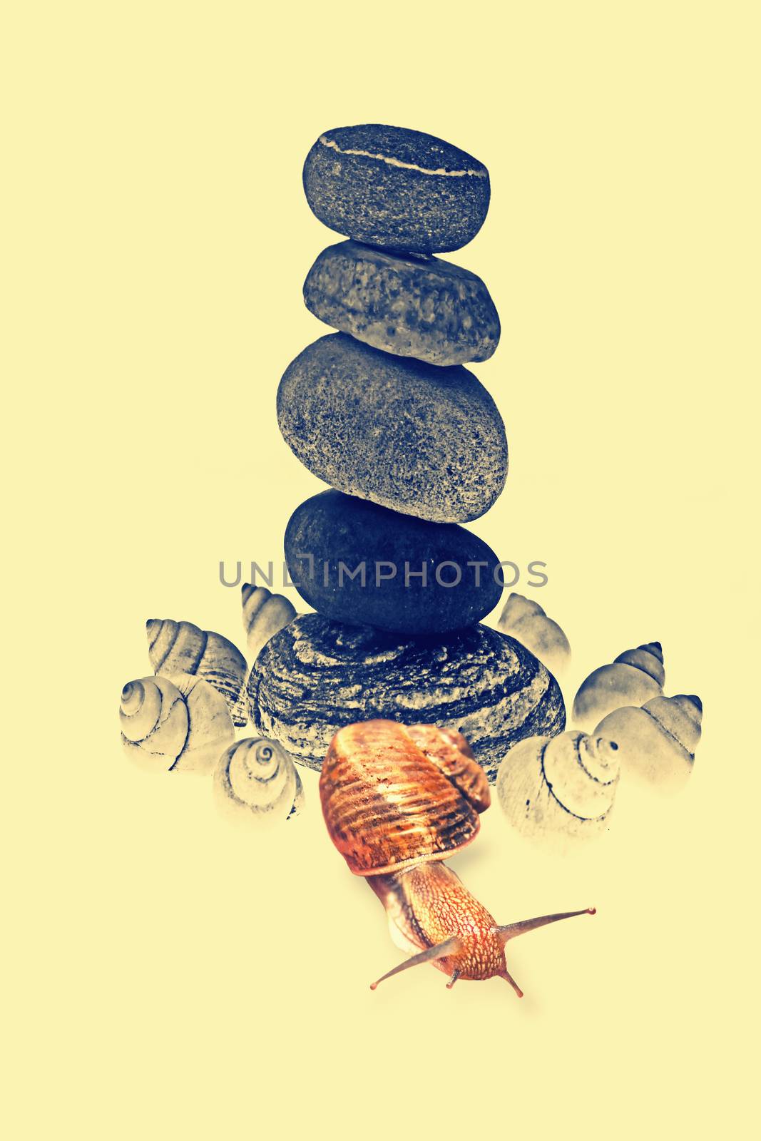 Snail Near Pile of pebble Stones by yands
