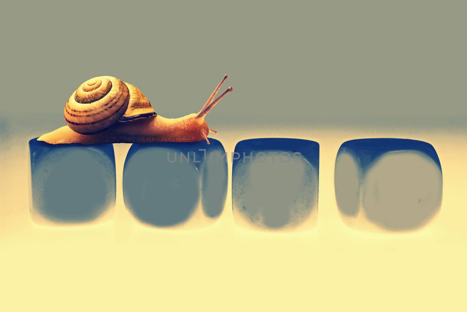 Snail Race, Concept
