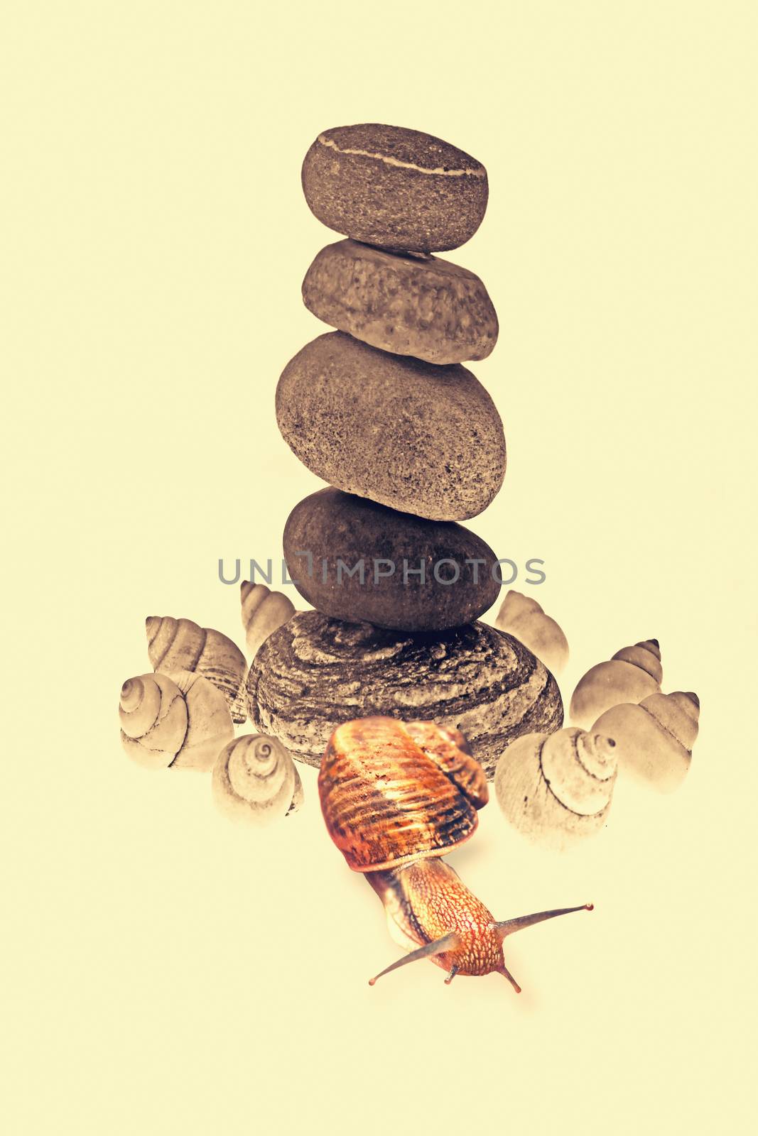 Snail Near Pile of pebble Stones by yands