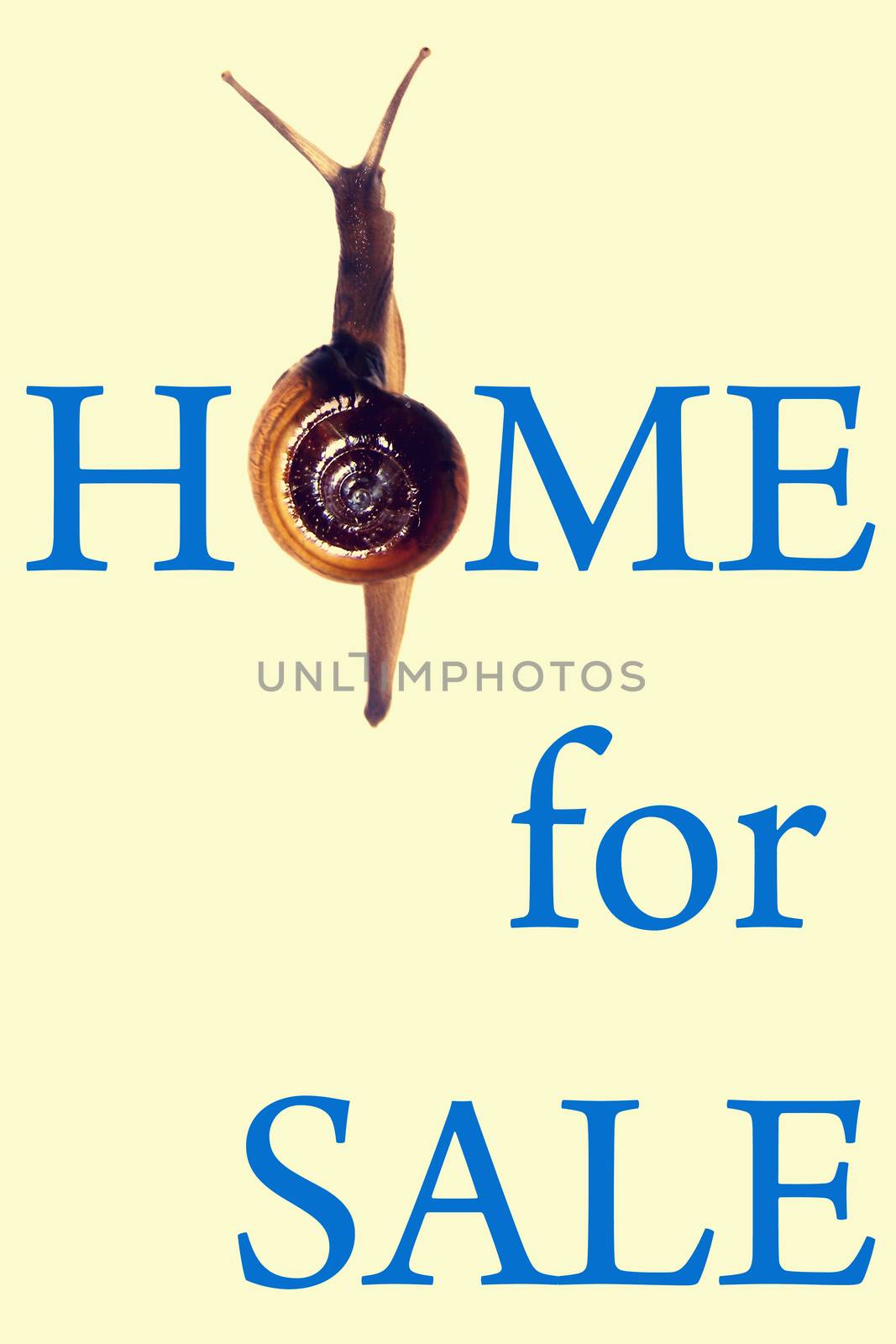 Home For Sale Concept with Zonitoides Nitidus Snail