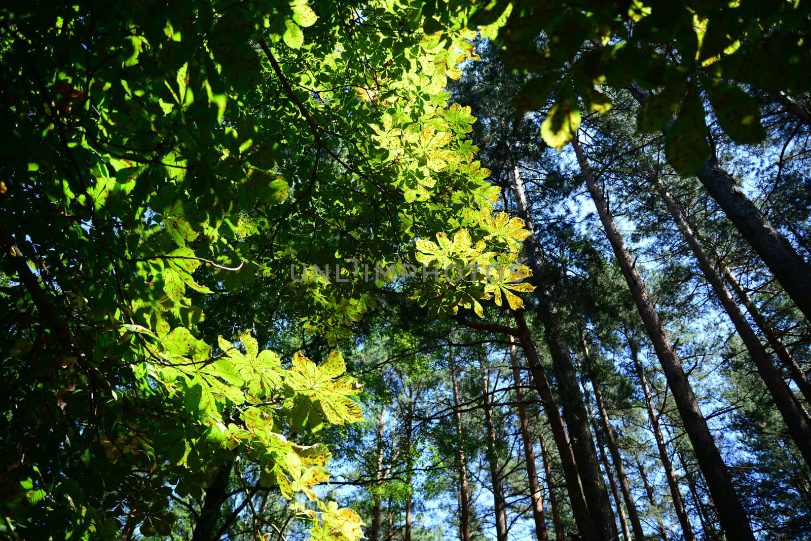 Photo of green leaves against a blue sky in a forest. Nature photography. Taken in Riga, Latvia.