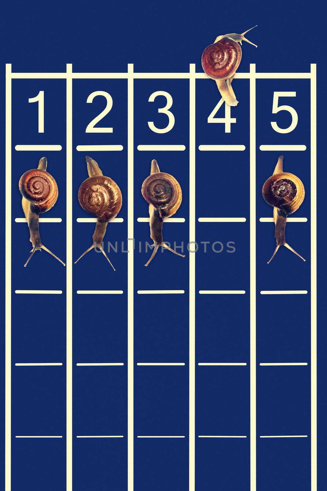 Snails running on track with one snail going backwords by yands