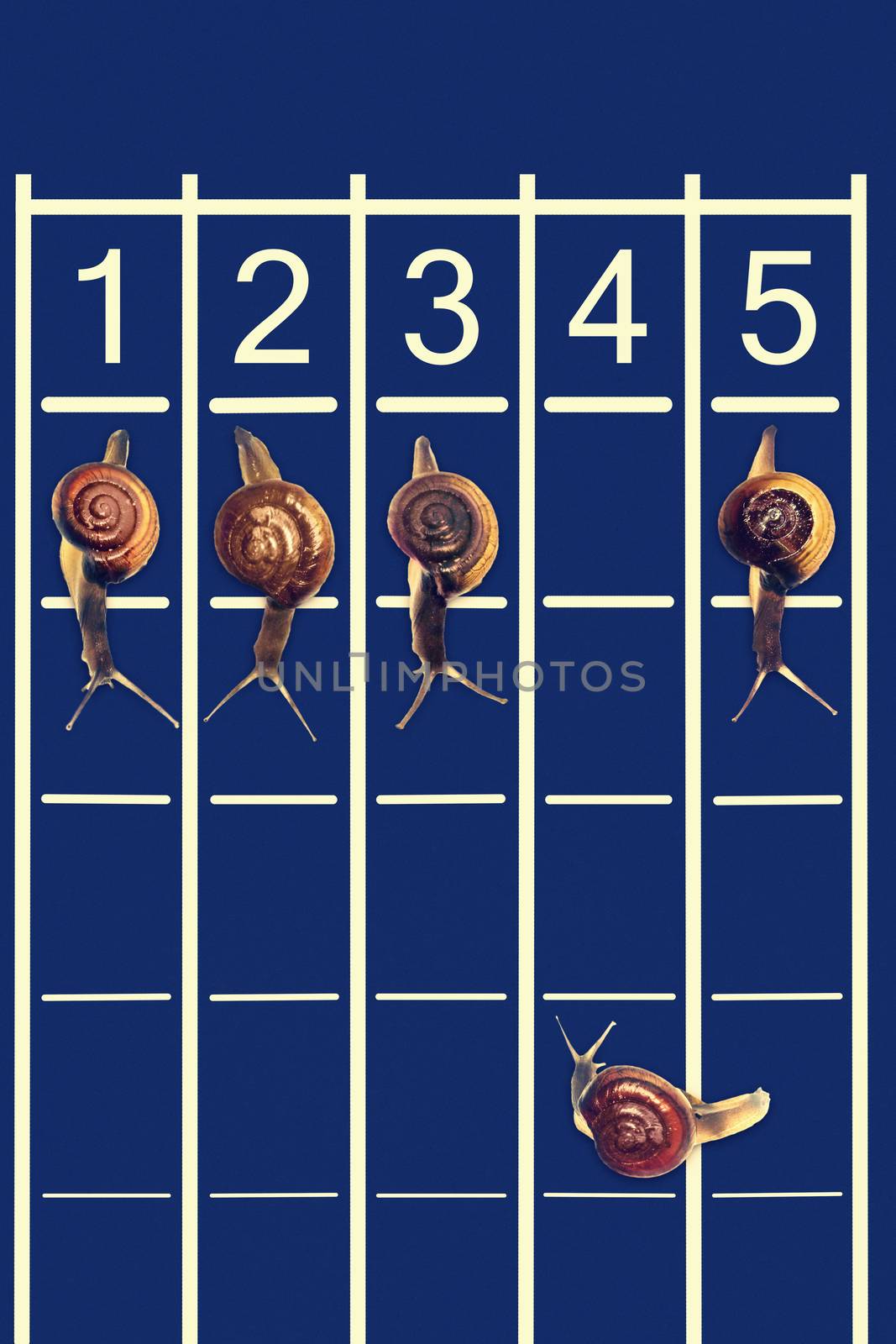 Snails running on track with one snail going backwords by yands