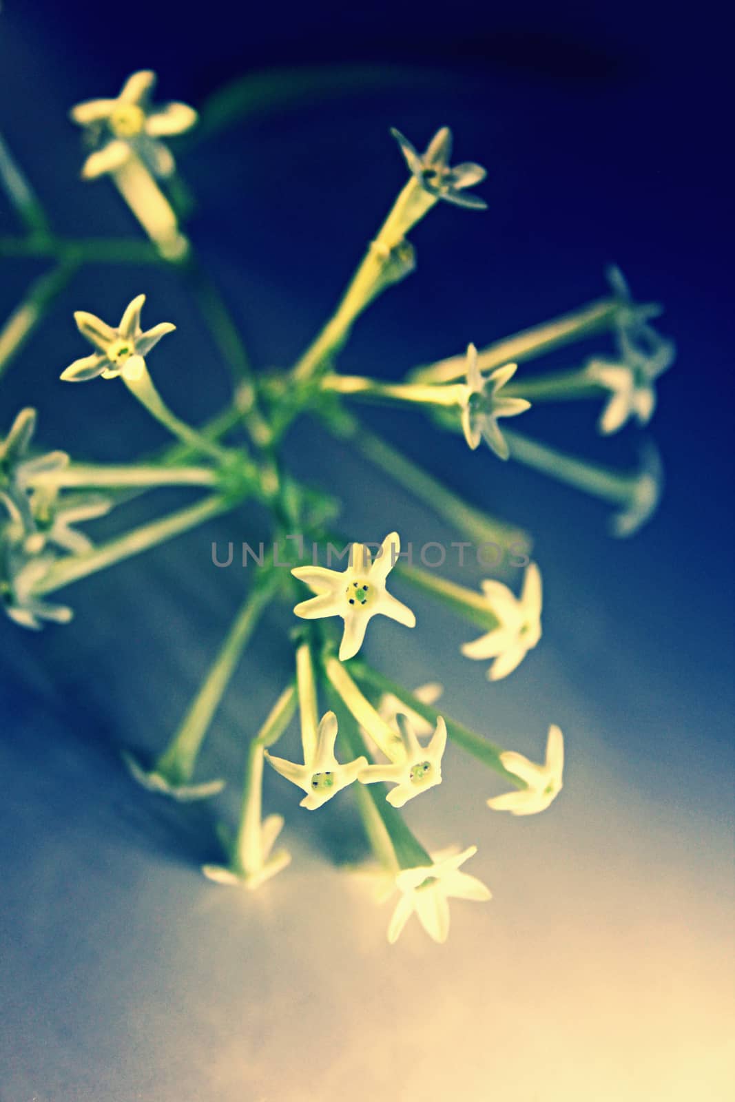 Flowers of Night-blooming cestrum, Night blooming jasmine, Cestrum nocturnum