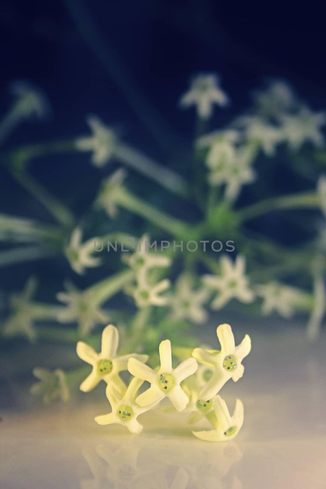 Flowers of Night-blooming cestrum, Night blooming jasmine, Cestrum nocturnum