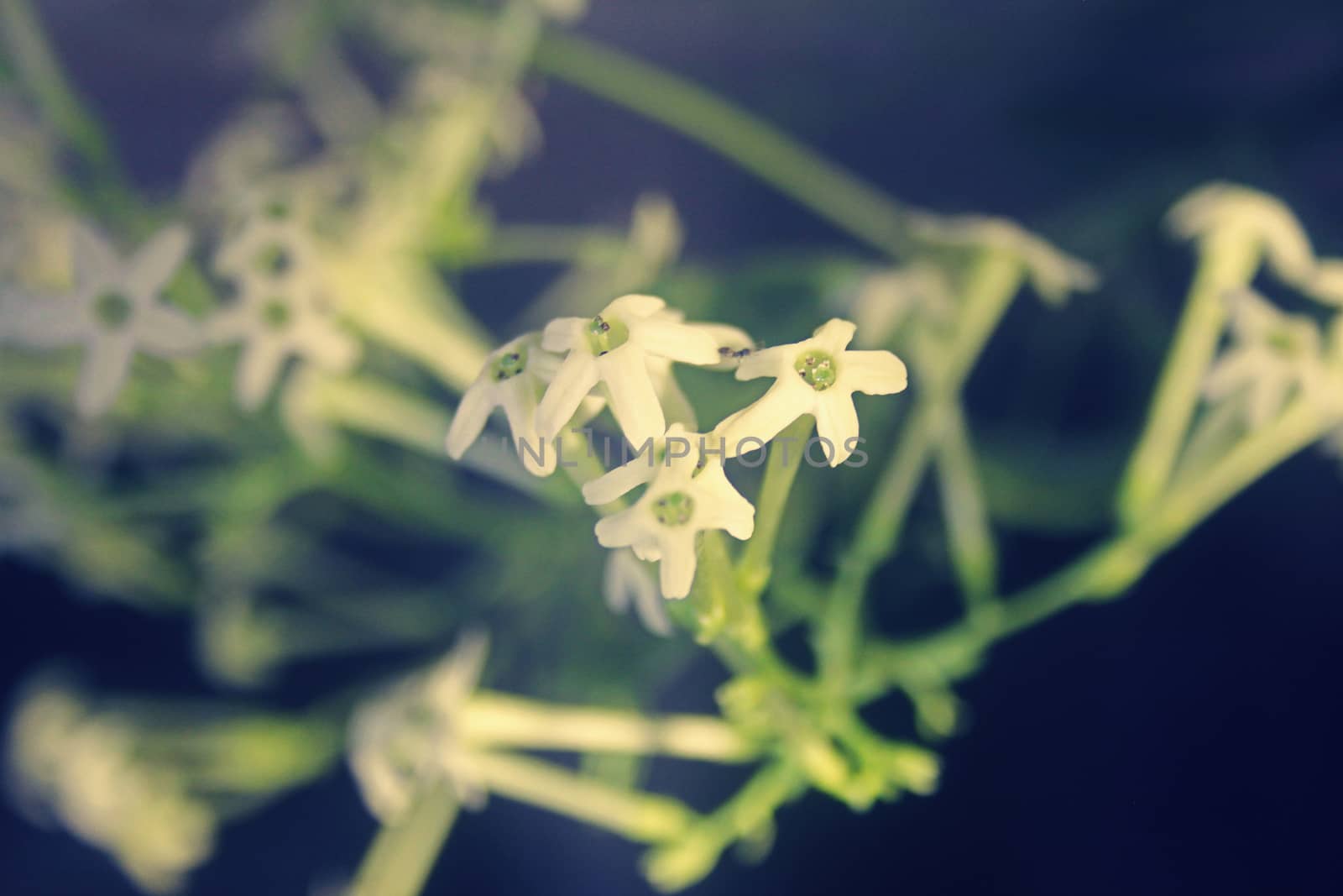 Flowers of Night-blooming cestrum, Night blooming jasmine, Cestrum nocturnum