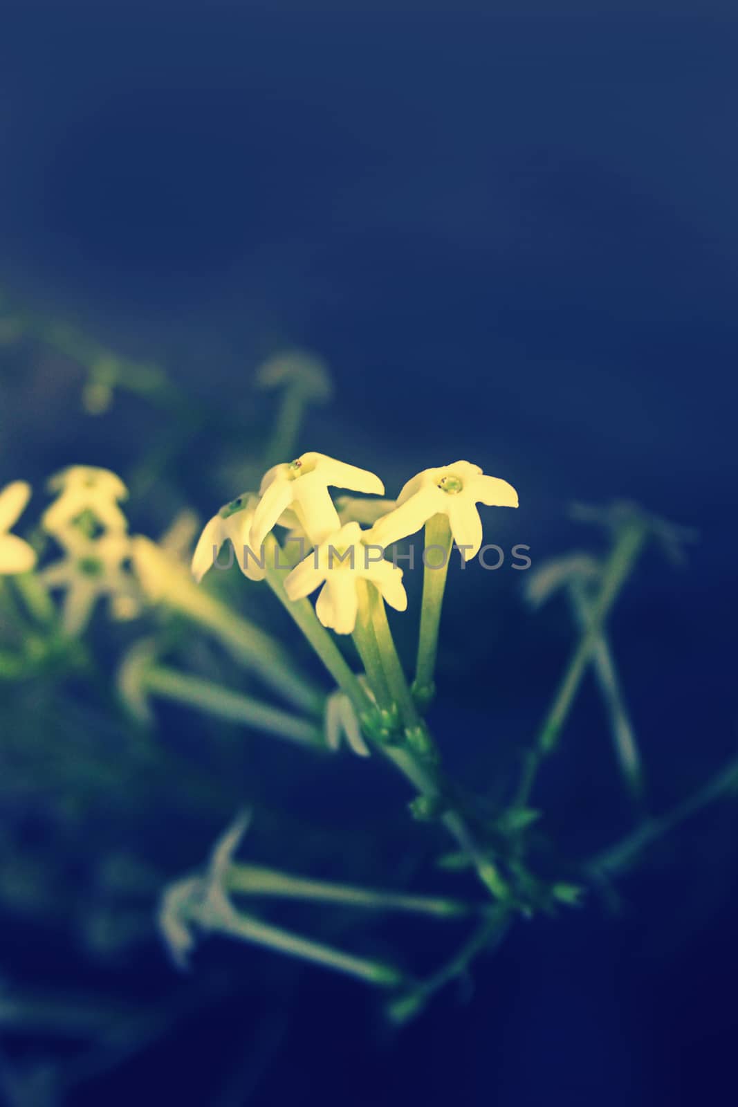 Flowers of Night-blooming cestrum, Night blooming jasmine, Cestrum nocturnum