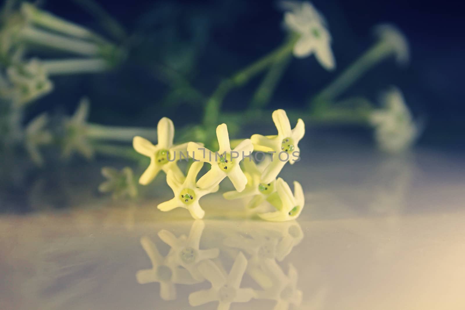 Flowers of Night-blooming cestrum, Night blooming jasmine, Cestrum nocturnum