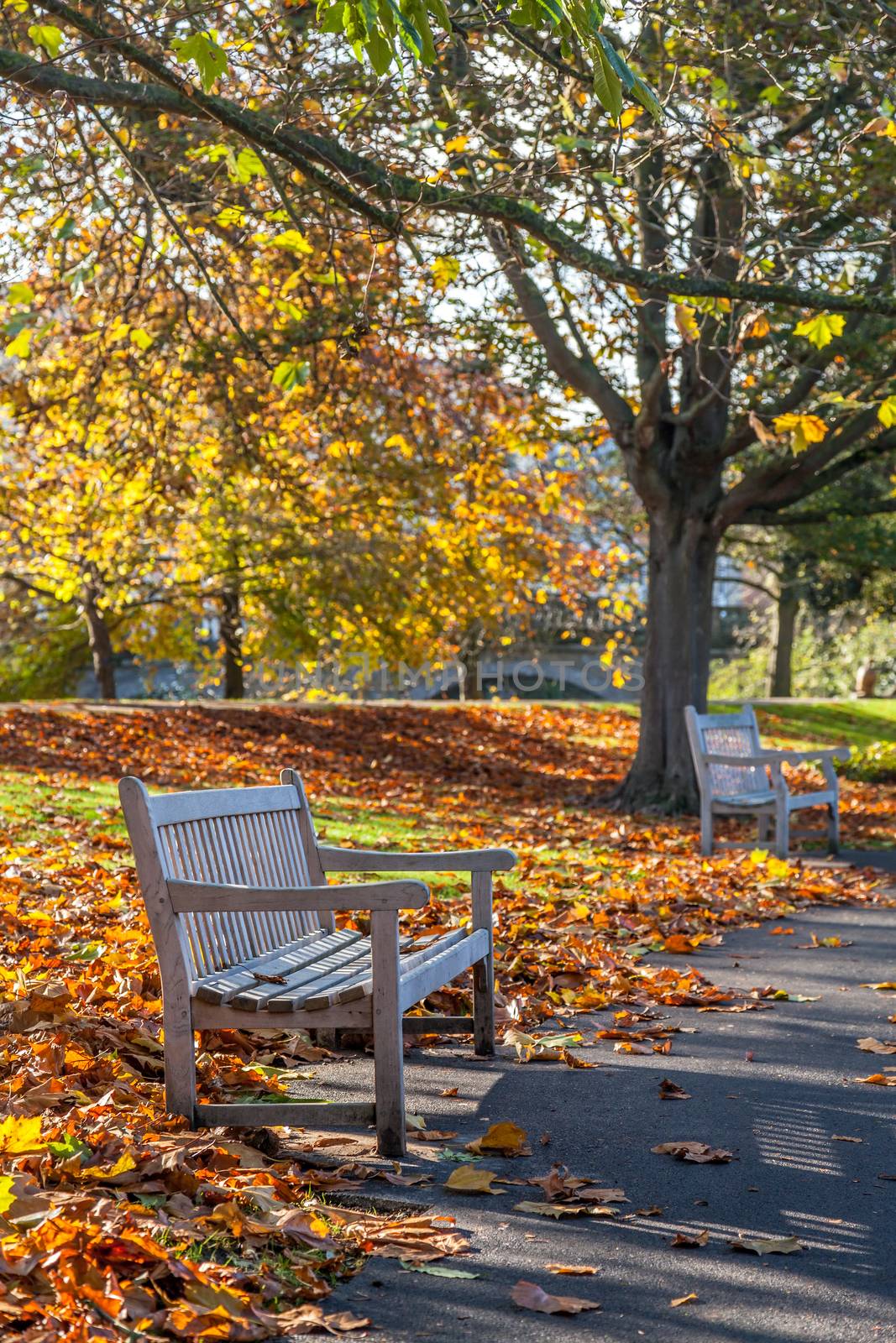 Bright photo of a bench in public garden in the autumn