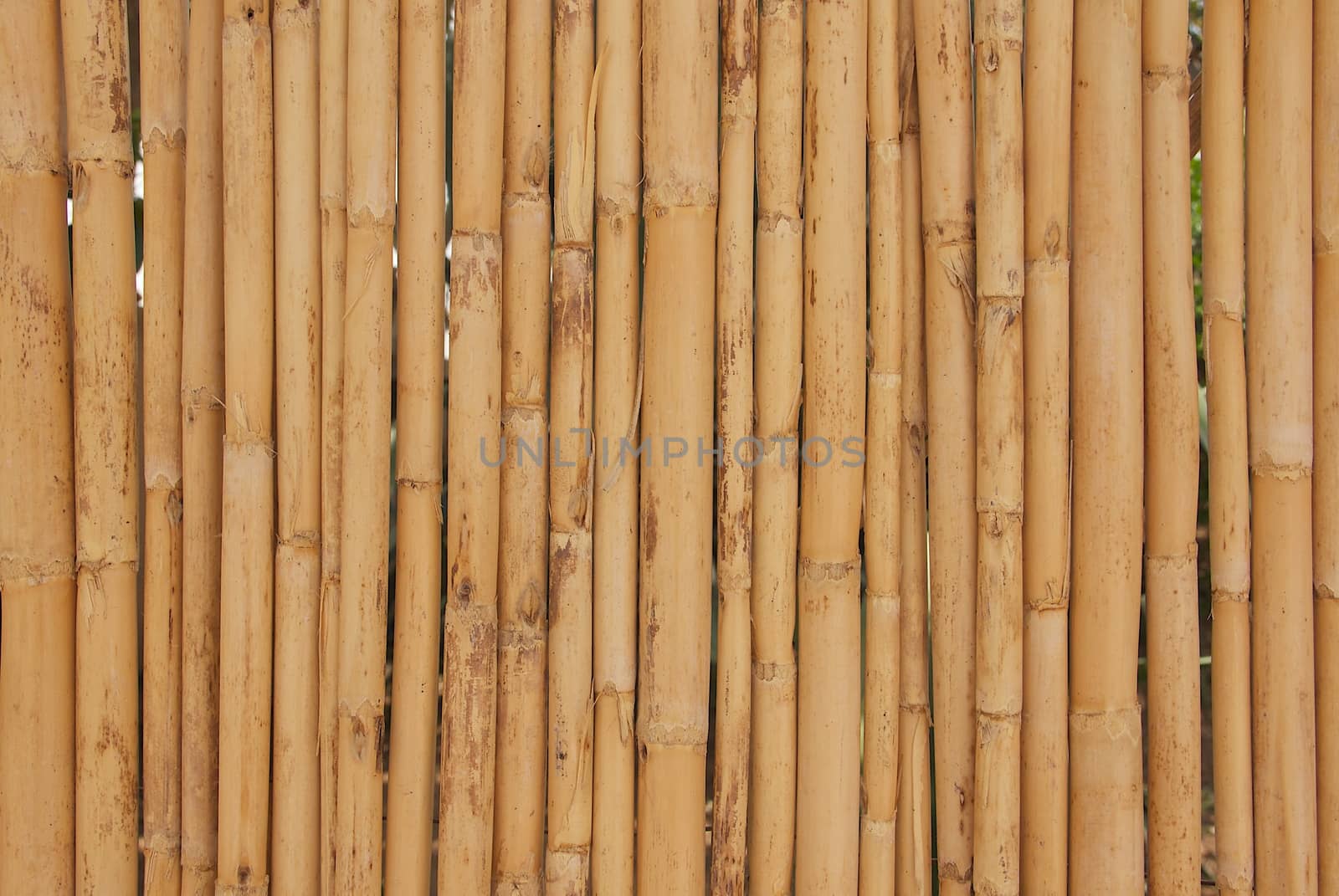 Dried bamboo sticks - background