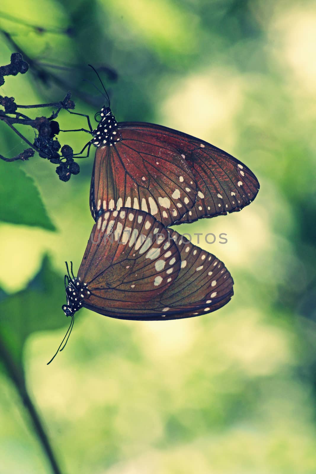 Mating of Common Crow Butterfly