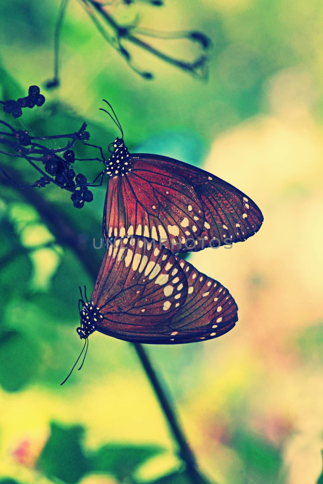 Mating of Common Crow Butterfly by yands