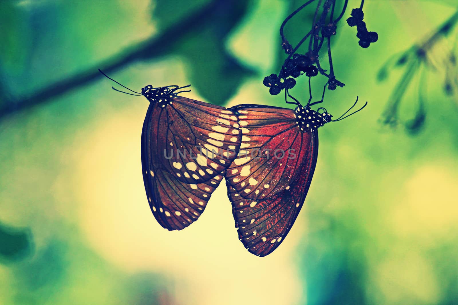 Mating of Common Crow Butterfly