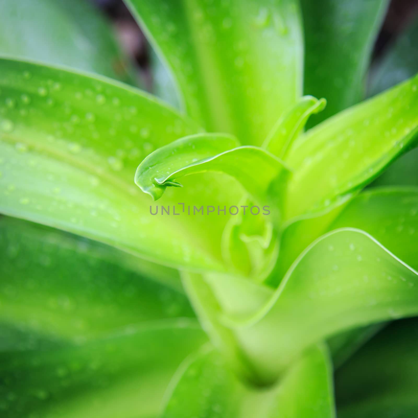 Close up green leaf