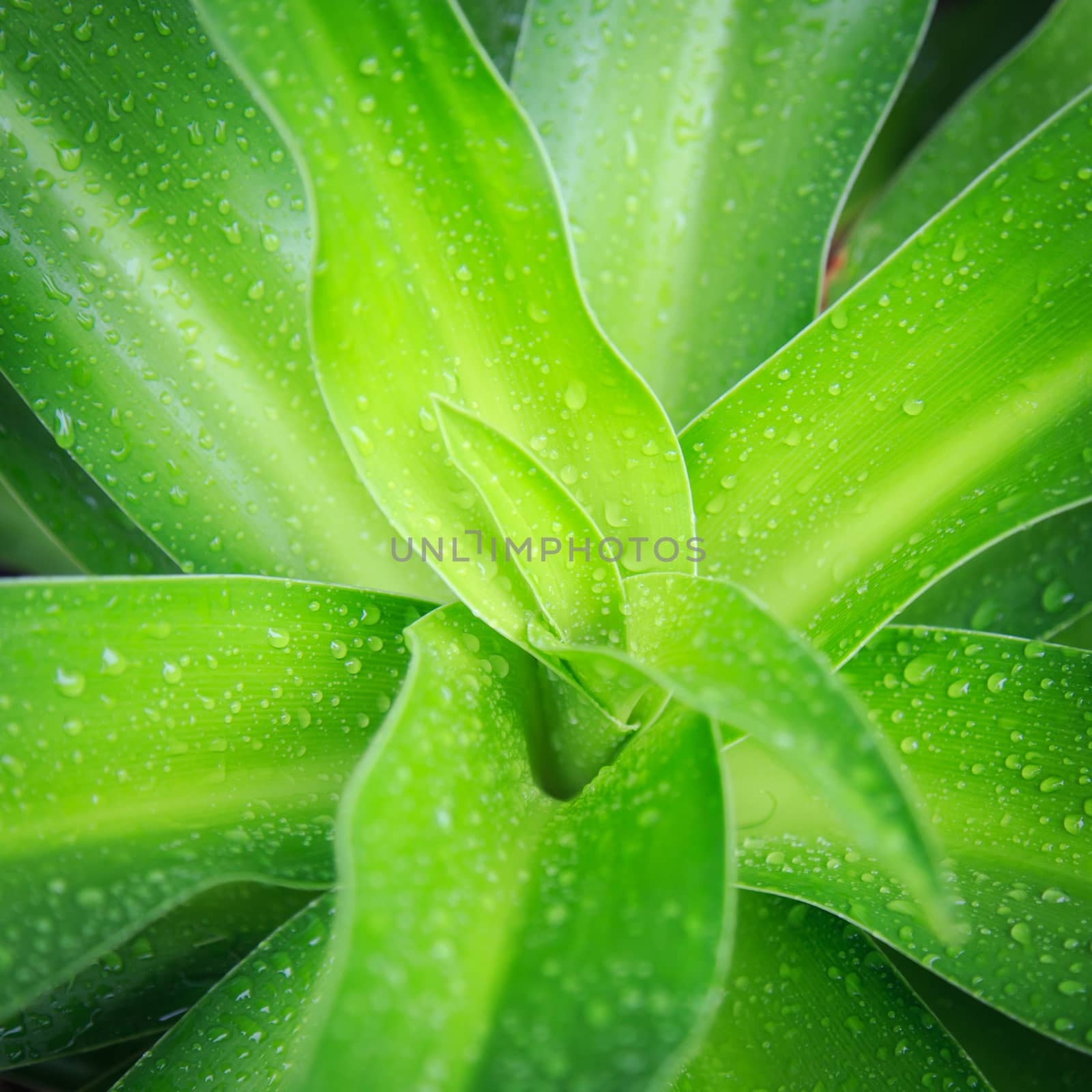 Close up green leaf