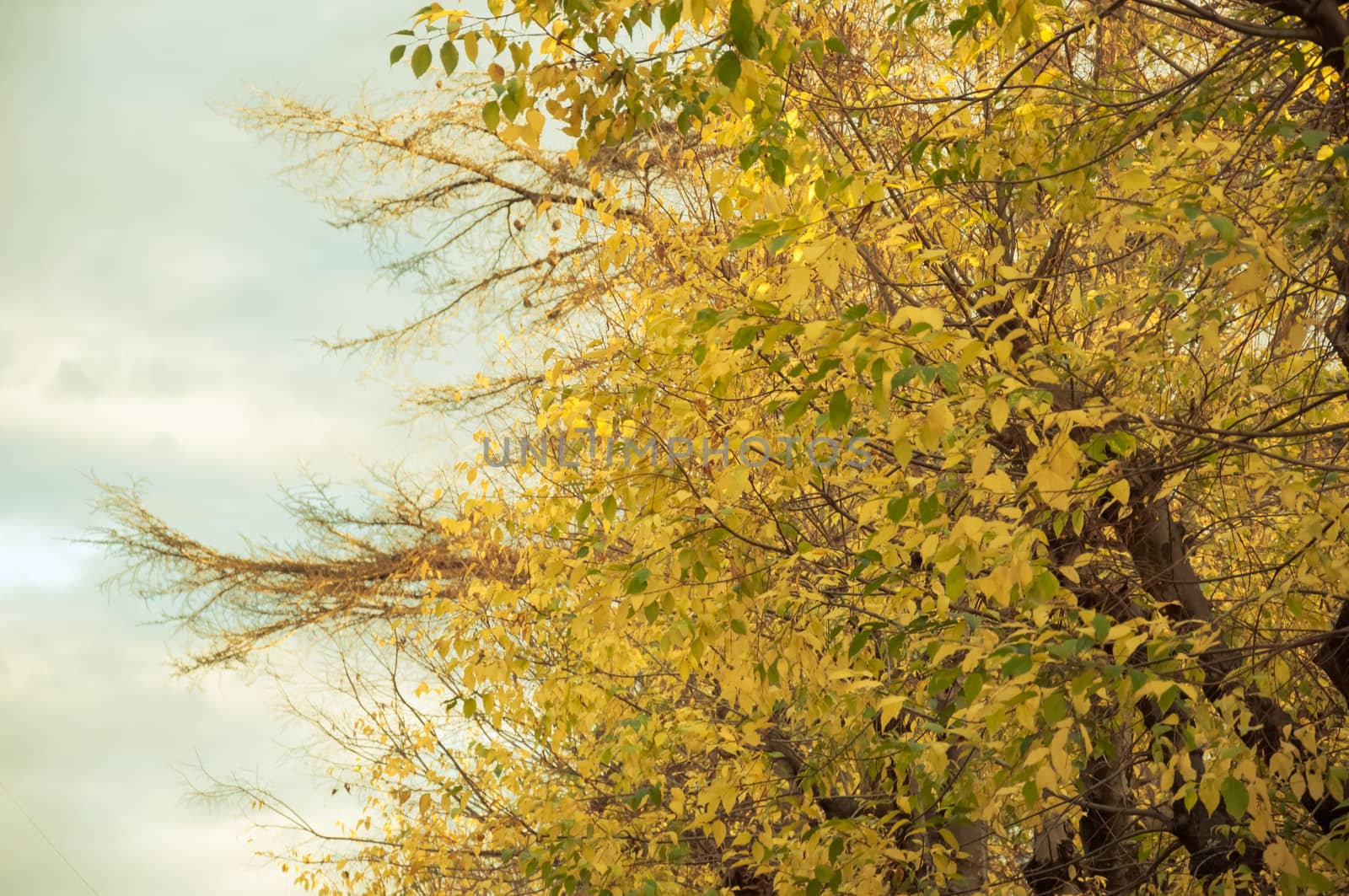 landscape of trees in autumn season