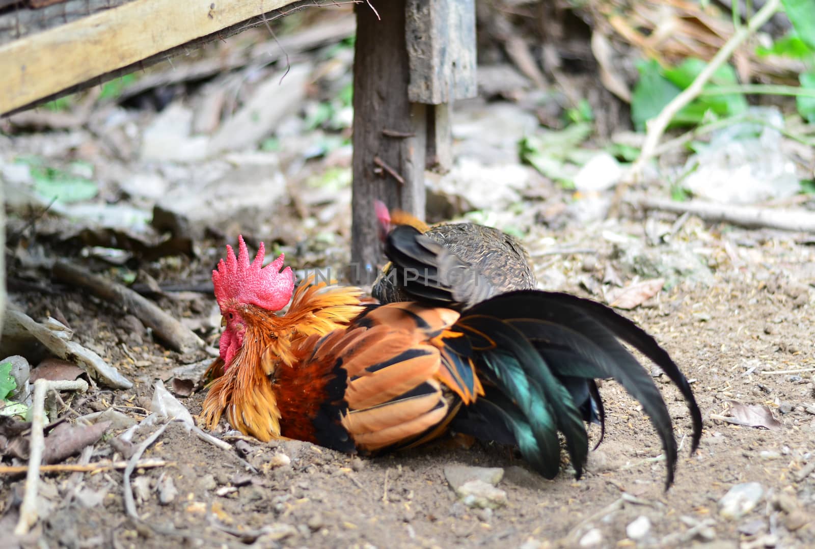 Colorful Rooster