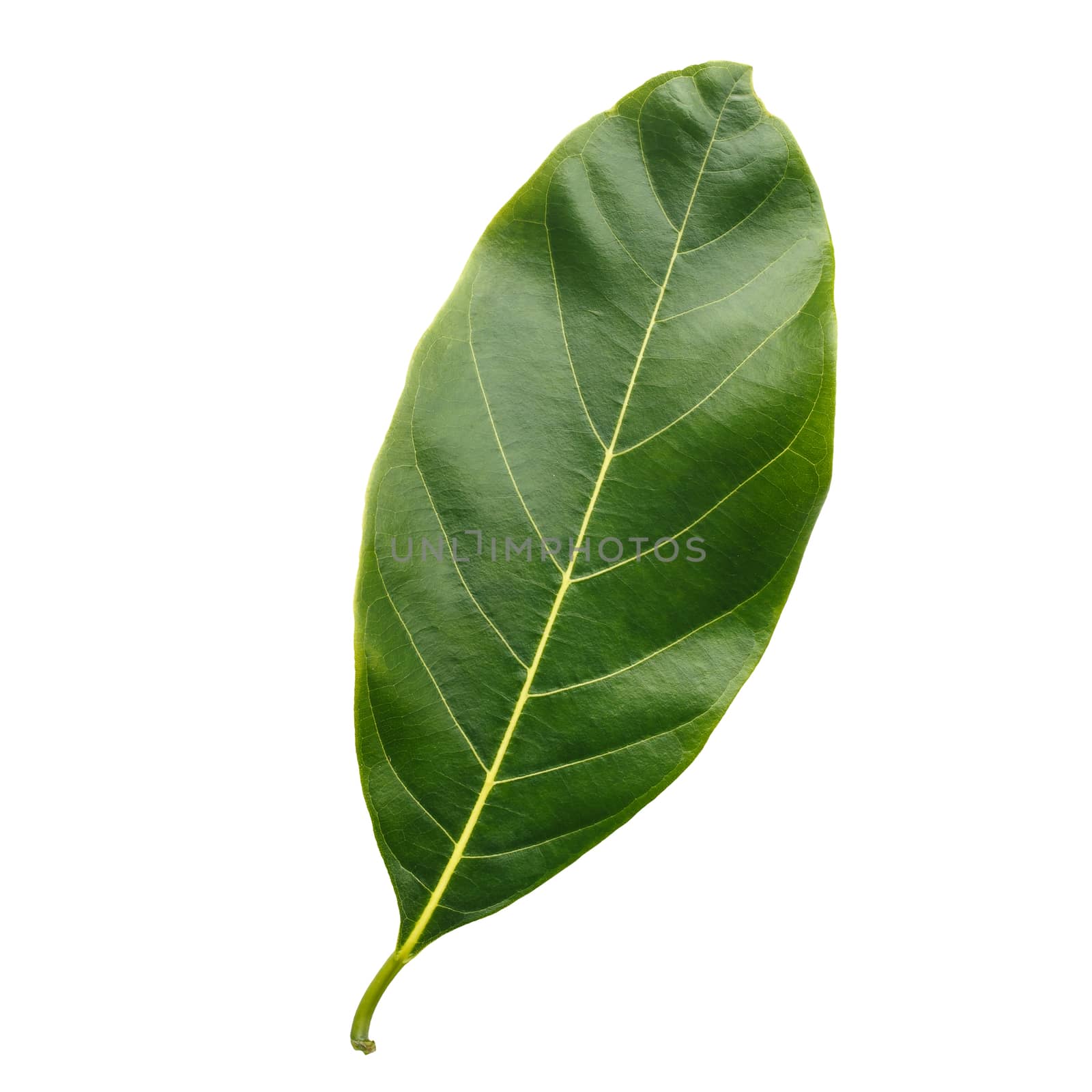 Tree leaf isolated on white on white background by nanDphanuwat