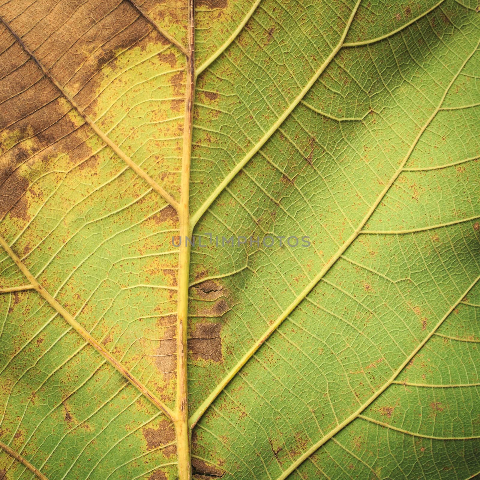 Close up tree leave tuxture for background by nanDphanuwat