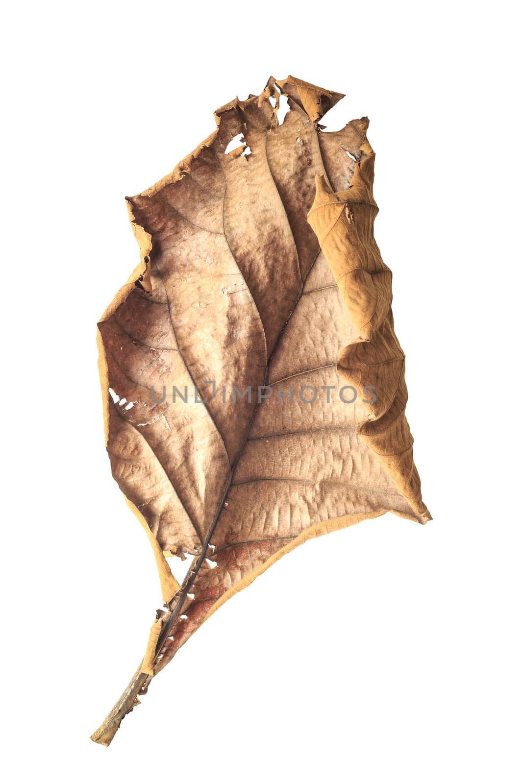 Big dried tree leaf isolated on white on white background