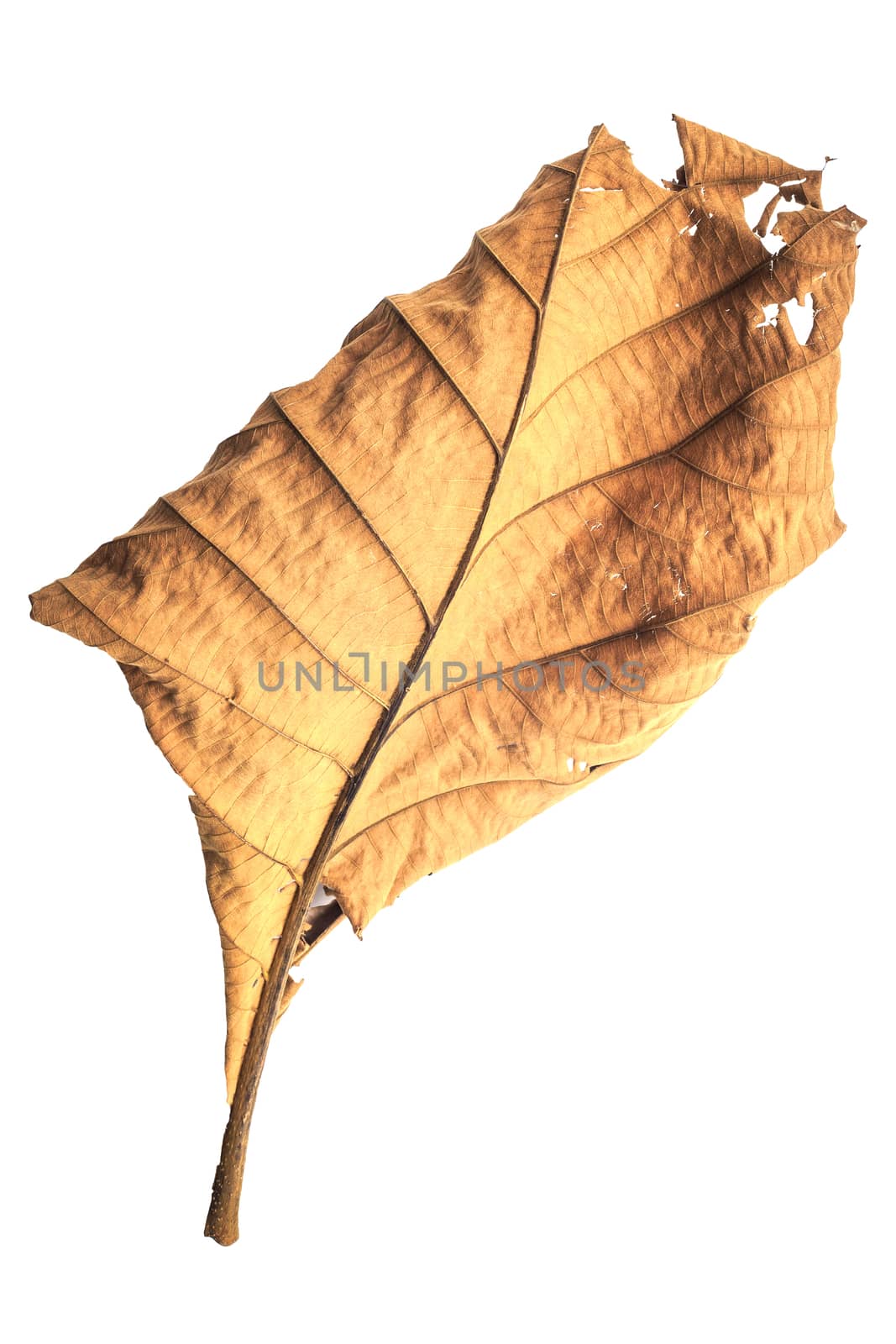 Big dried tree leaf isolated on white on white background