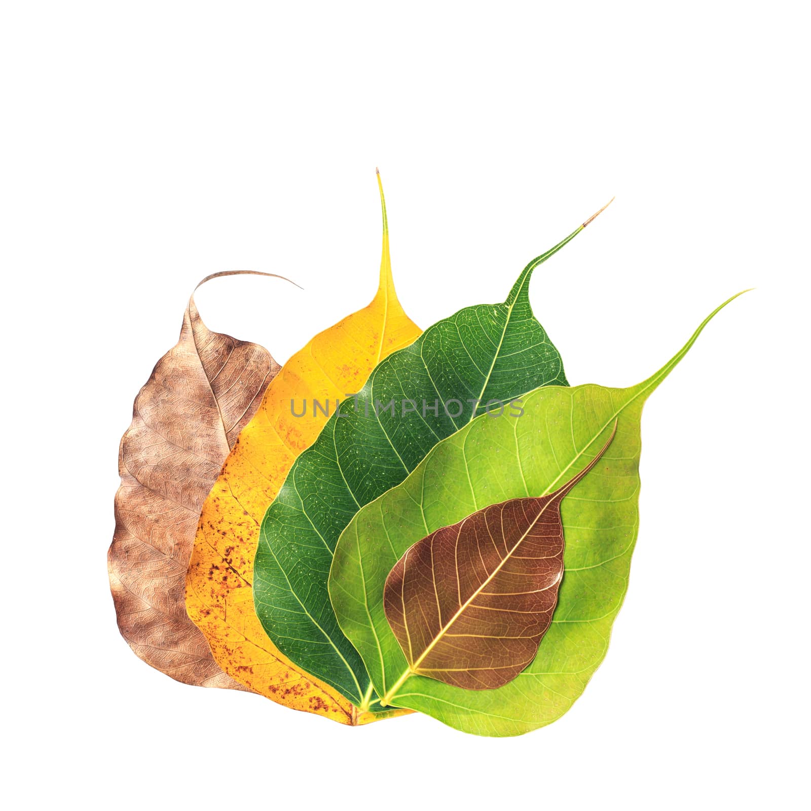 bodhi leaf vein isolated on white background