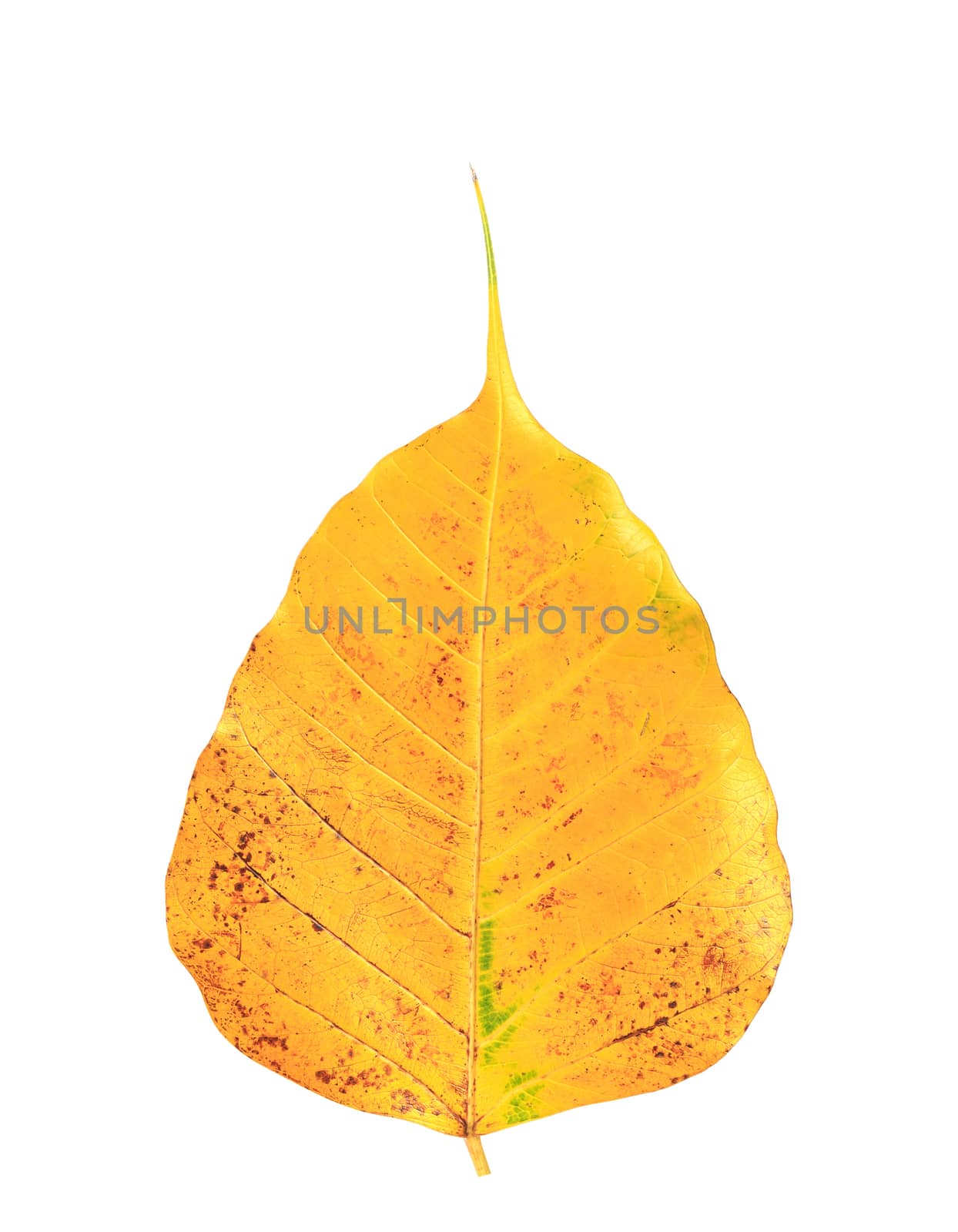 bodhi leaf vein isolated on white background