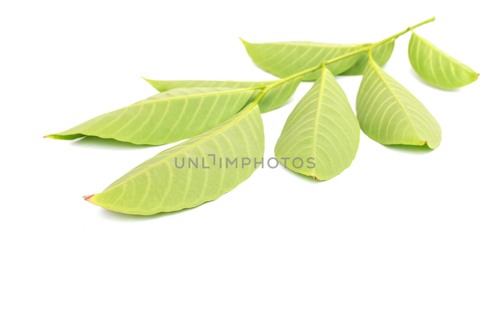 Tree leaves isolated on white background