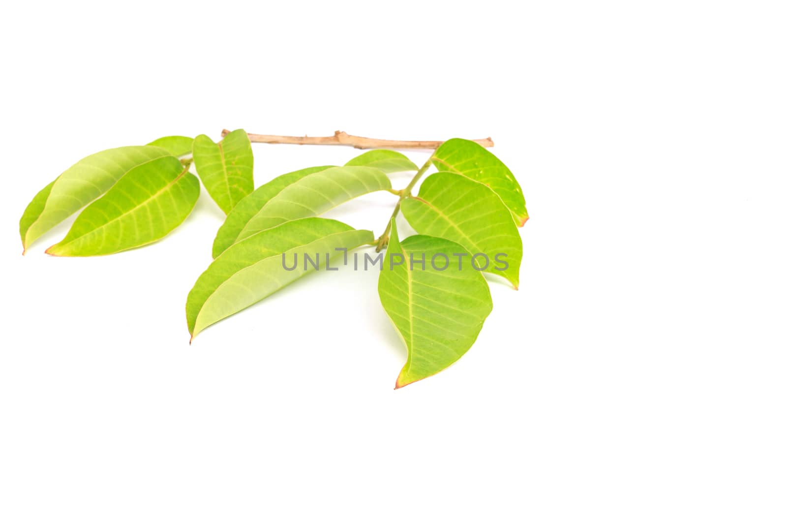 Tree leaves isolated on white background