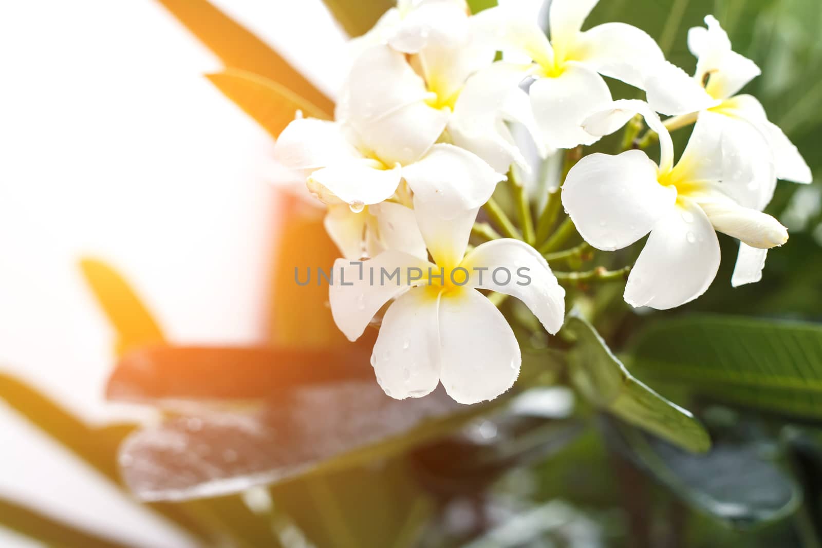 Plumeria flower or Frangipani in the garden