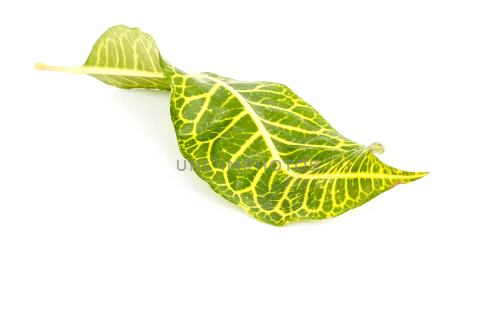 Tree leaves isolated on white background