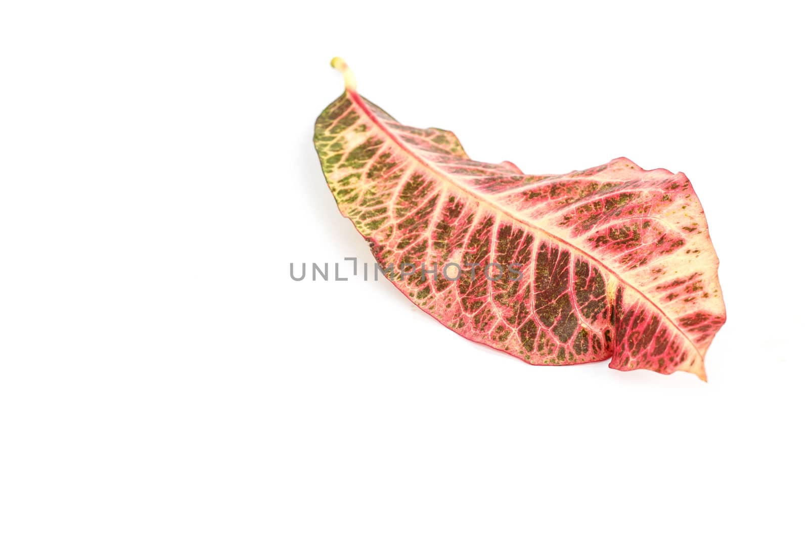 Tree leaves isolated on white background