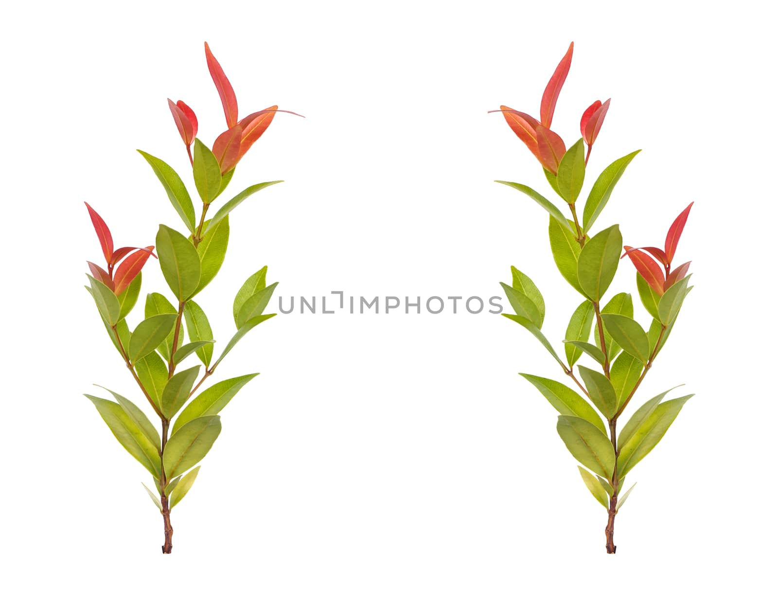 Tree leaves isolated on white background