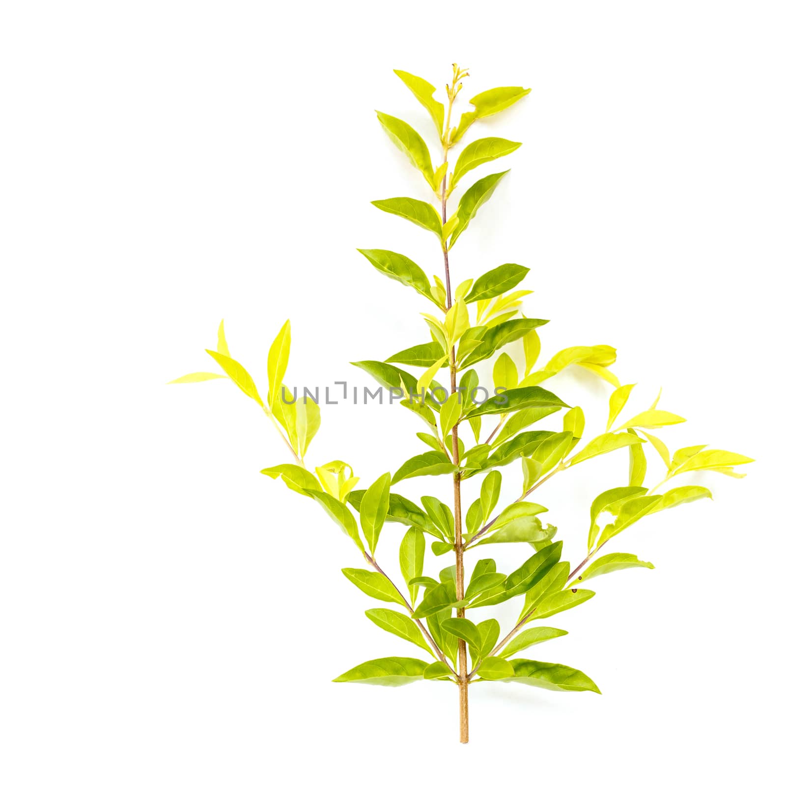 Green leaf(Duranta repens L.) isolate on white background