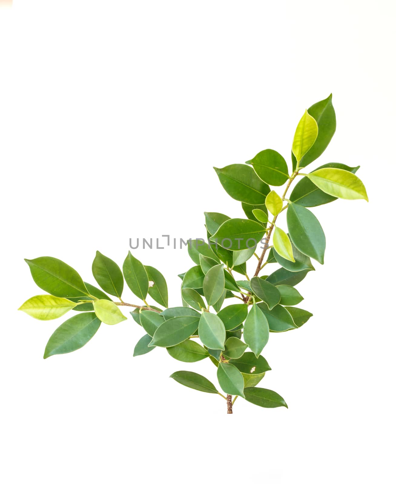 Tree leaves isolated on white background