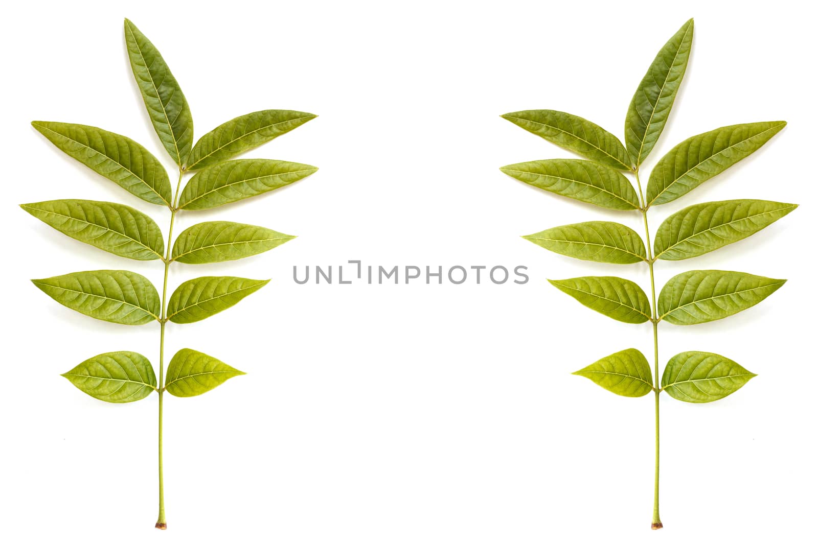 Tree leaves isolated on white background