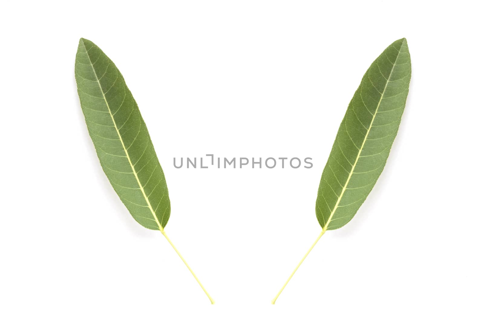 Tree leaves isolated on white background