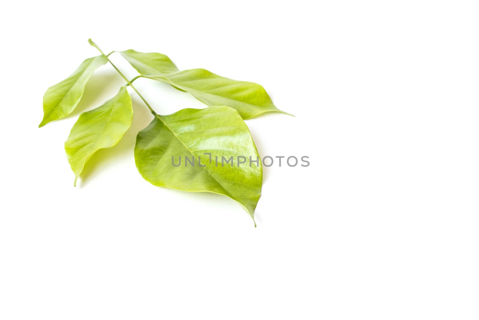 Tree leaves isolated on white background