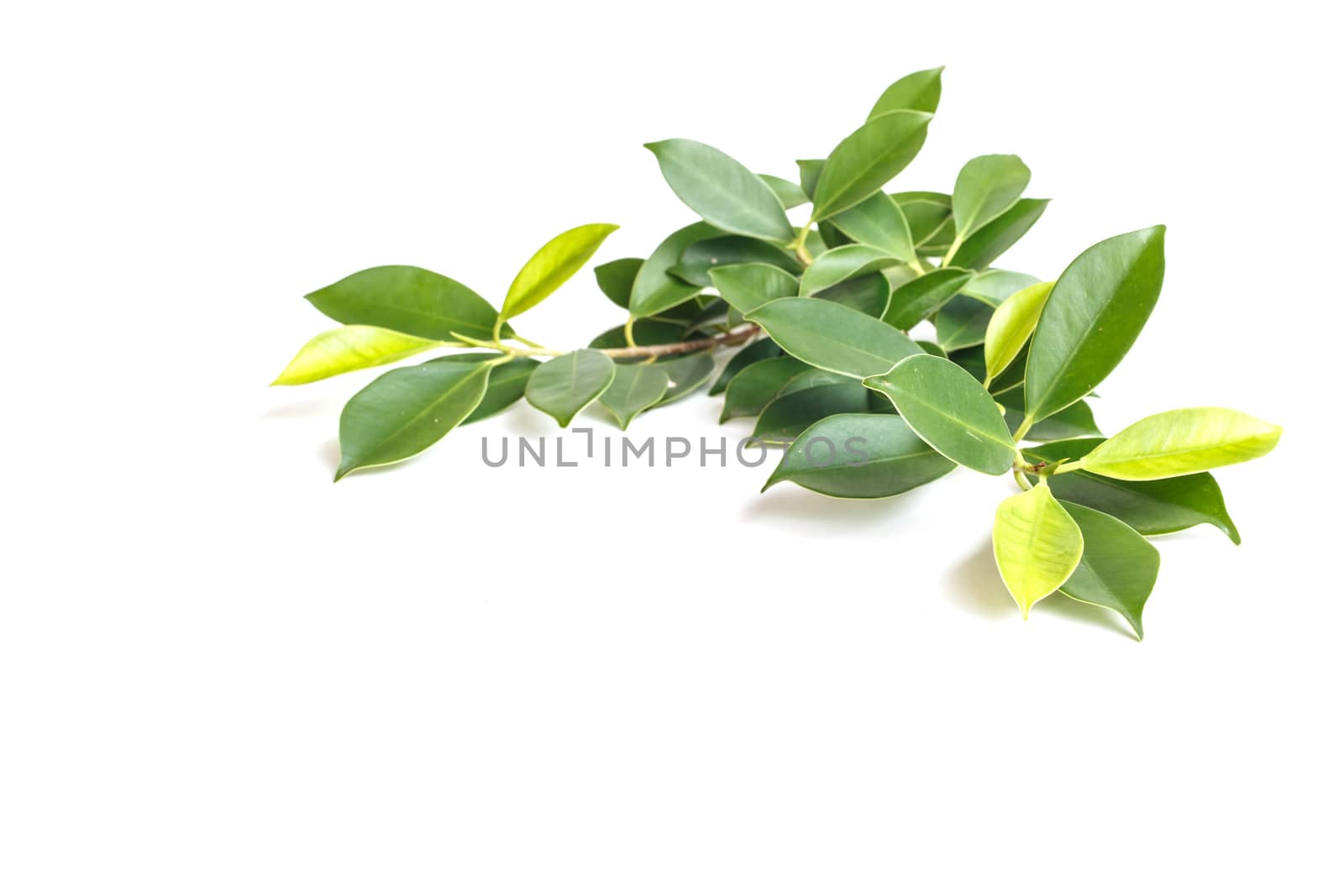 Tree leaves isolated on white background