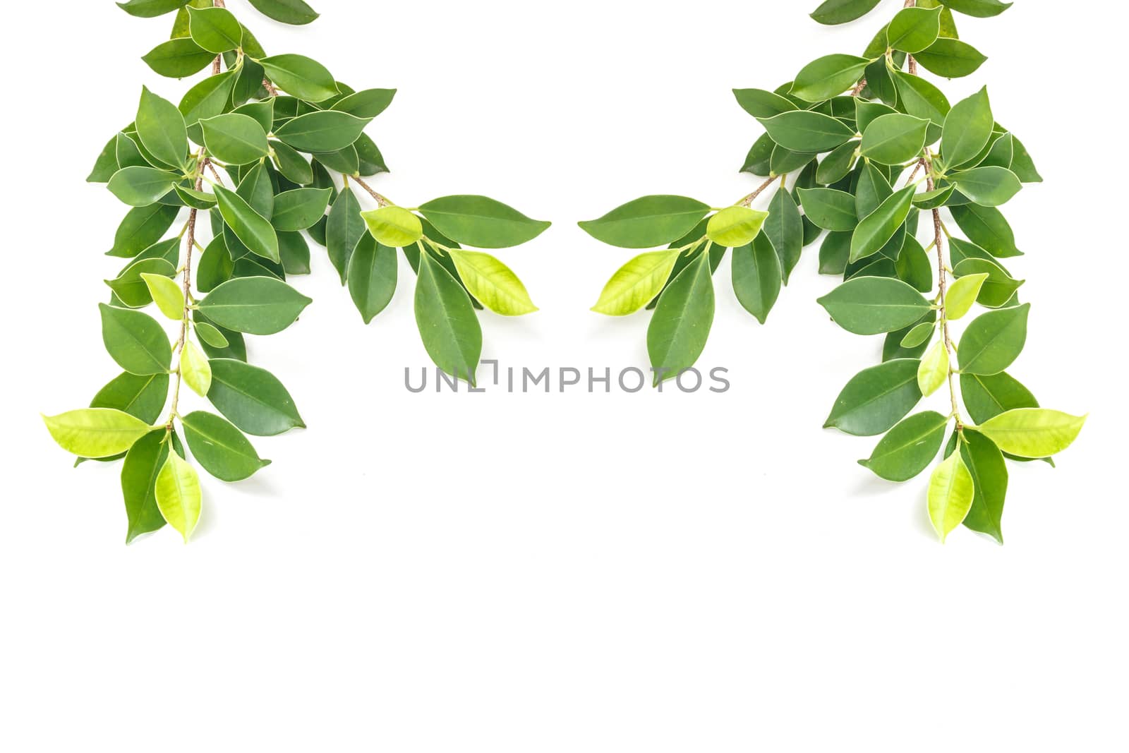 Tree leaves isolated on white background