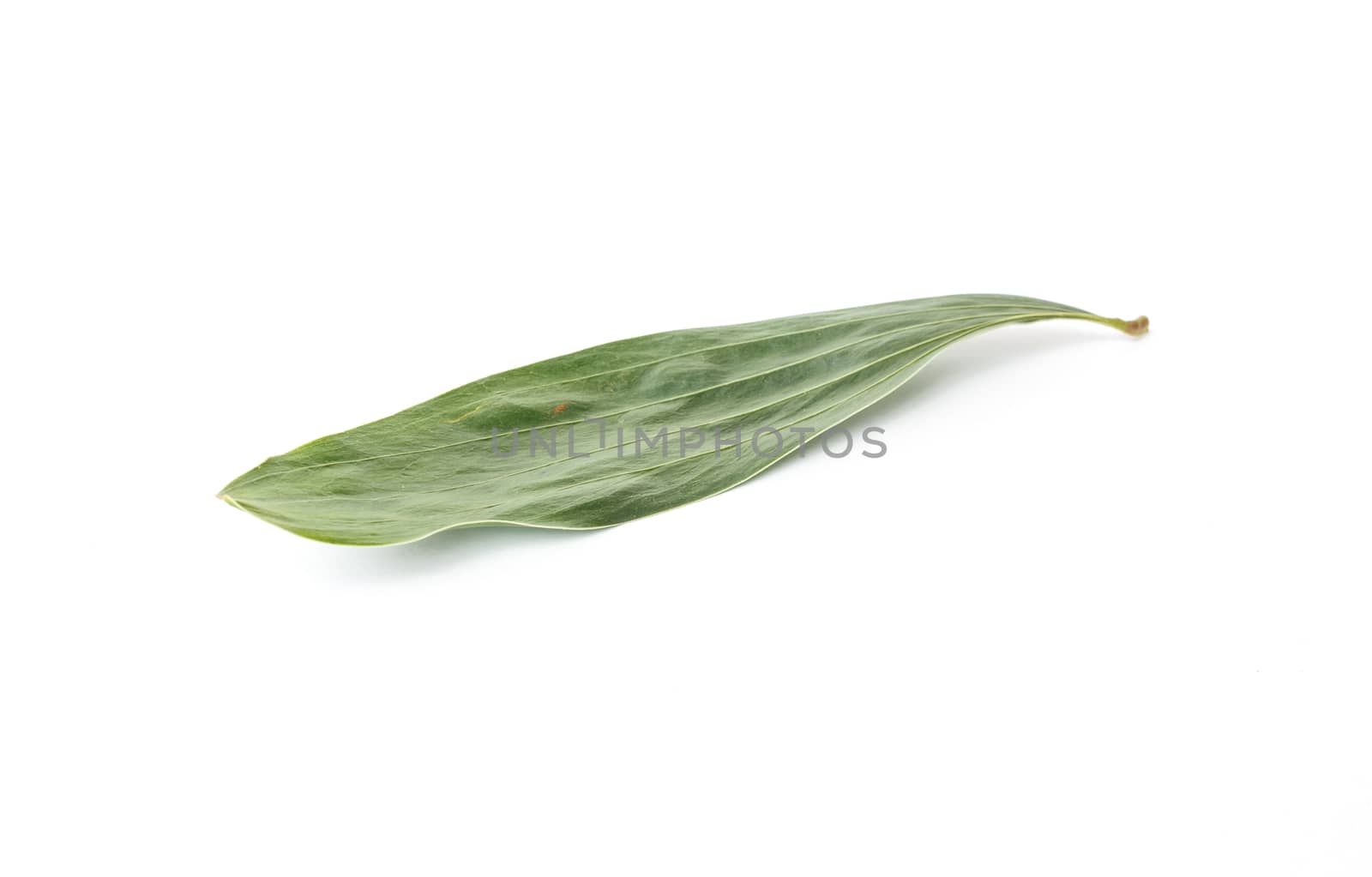 Tree leaves isolated on white background