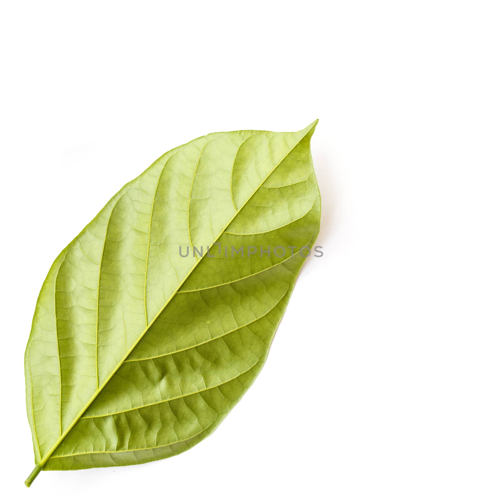 Tree leaves isolated on white background