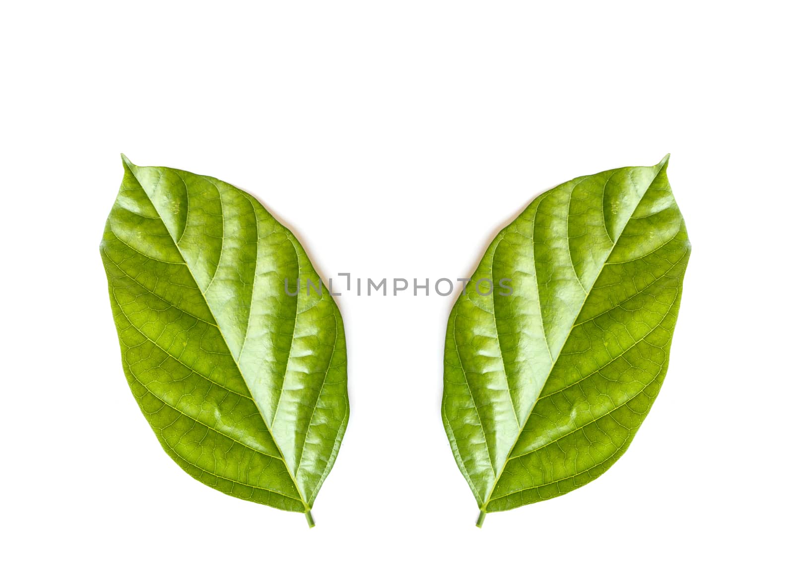 Tree leaves isolated on white background