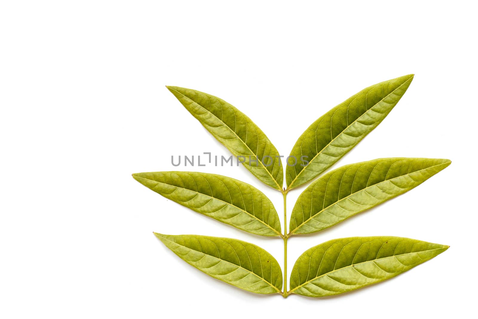 Tree leaves isolated on white background